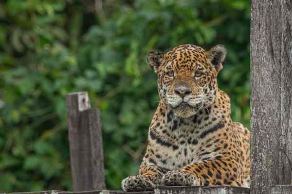 panthera-onca-BOCEJANDO-FAZENDA--compressed